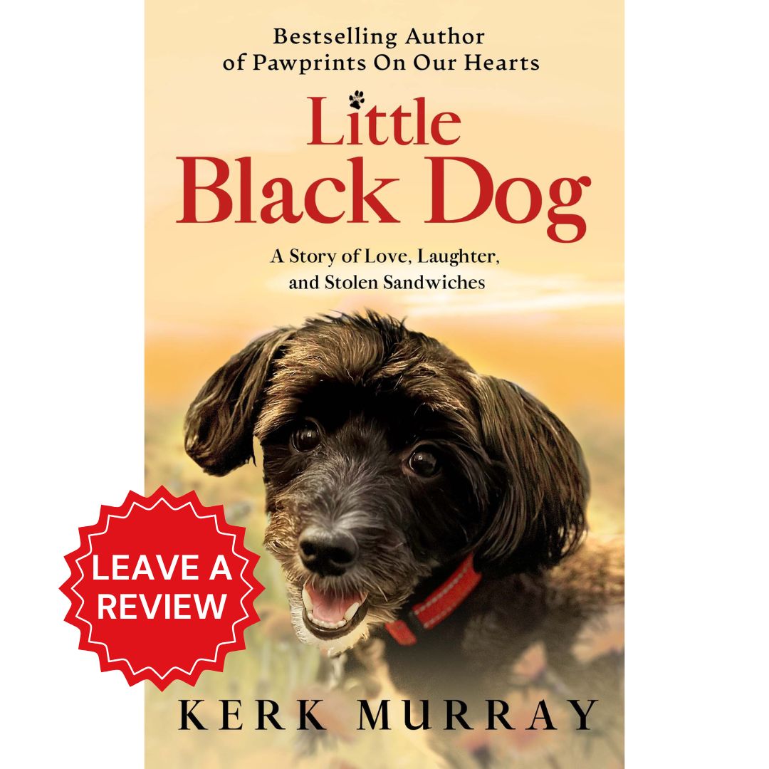 Review - Little Black Dog